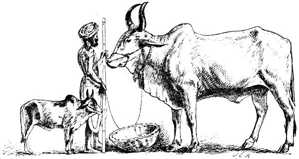 COMPARATIVE SIZES OF THE LARGEST AND SMALLEST BREEDS OF INDIAN OXEN