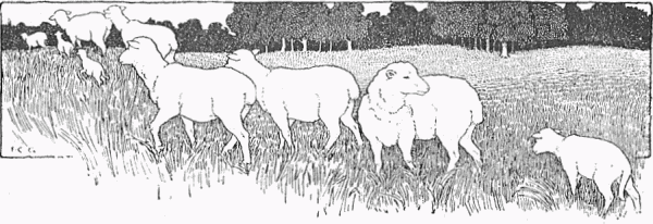 A herd of sheep