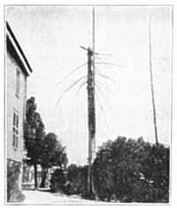 AMERICAN TELEGRAPH WIRES IN THE MAJOR'S GARDEN