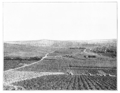 CHAMPAGNE VINEYARDS NEAR EPERNAY