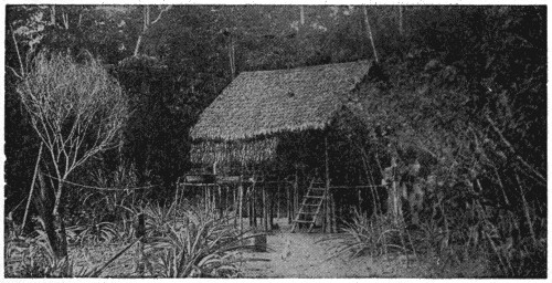 Hut in jungle