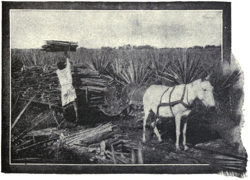 Loading sisal leaves