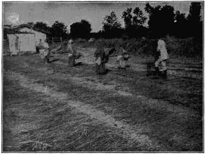 Girls spreading figs for drying