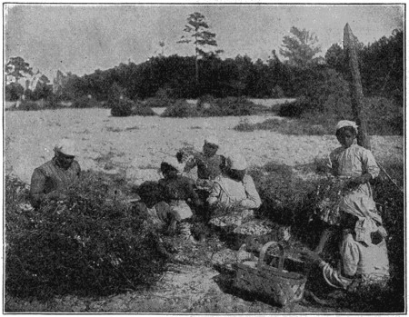 Hand-picking peanuts