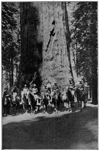 Redwood tree