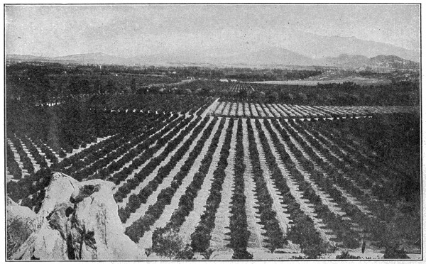 Orange groves in California