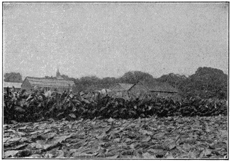 Crop of fertilised tobacco