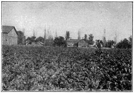 Fertilised crop of sugar beet