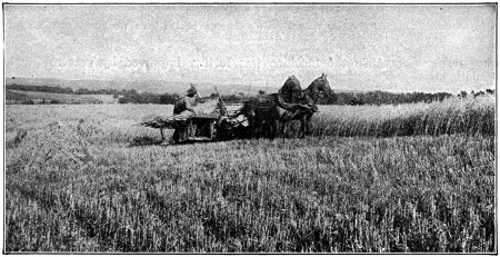 Marsh harvester