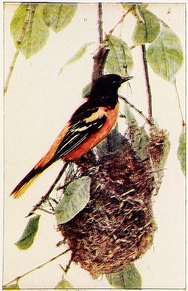 oriole on nest in tree