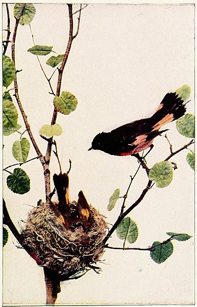 two redstarts tree