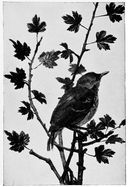 thrush in tree