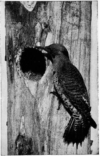 flicker on tree trunk by hole