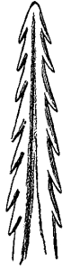 Drawing of the serrated edges of tongue of the downy woodpecker