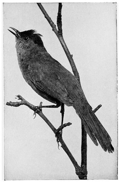 photo of catbird