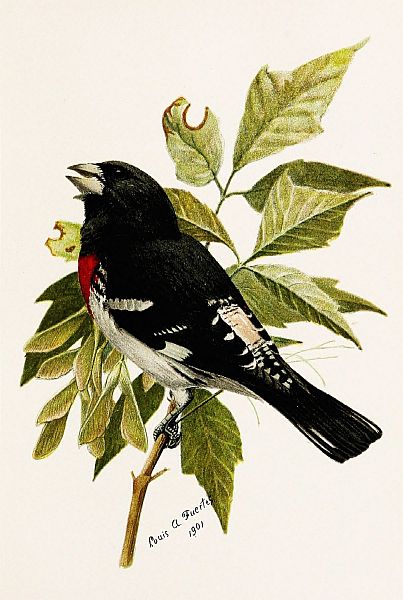 grosbeak on leafy branch