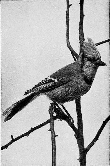 black and white photo of bluejay