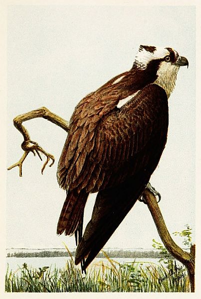 osprey on branch overlooking pond