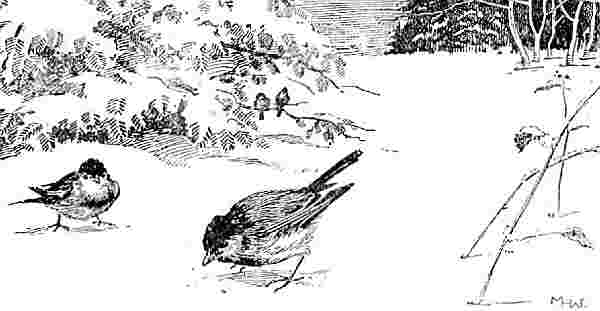 Birds In Winter