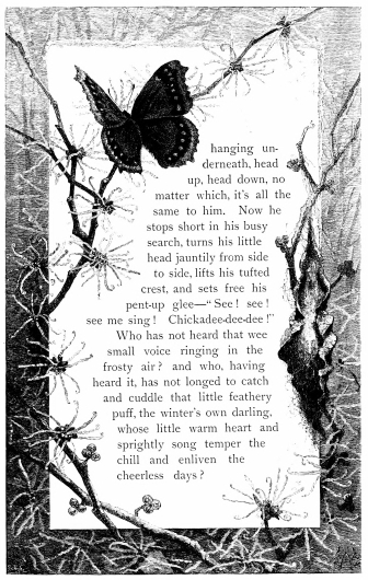 hanging underneath, head up, head down, no matter which, it’s all the same to him. Now he stops short in his busy search, turns his little head jauntily from side to side, lifts his tufted crest, and sets free his pent-up glee—“See! see! see me sing! Chickadee-dee-dee!” Who has not heard that wee small voice ringing in the frosty air? and who, having heard it, has not longed to catch and cuddle that little feathery puff, the winter’s own darling, whose little warm heart and sprightly song temper the chill and enliven the cheerless days?