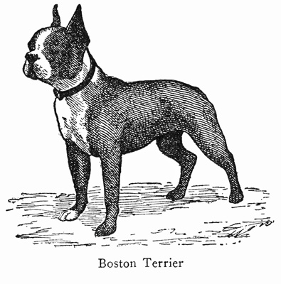 Boston Terrier