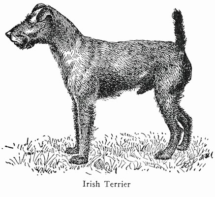 Irish Terrier