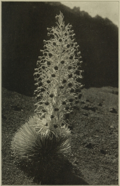 SILVERSWORD IN BLOOM, IN THE CRATER OF HALEAKALA.