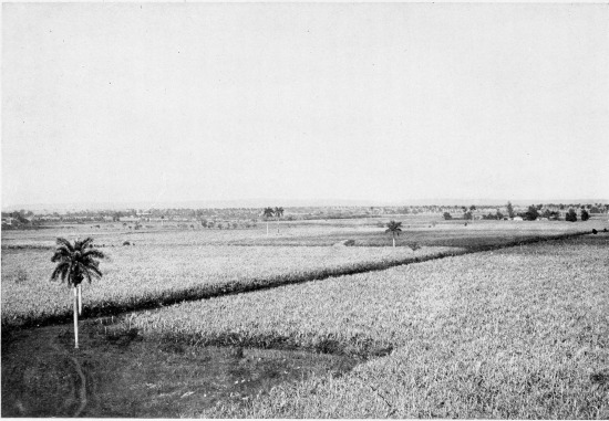 CANE FIELDS.