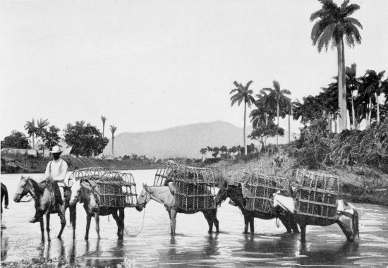 A FOWL VENDOR.