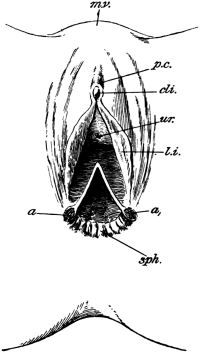 Complete Laceration of the Perineum