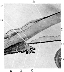 The Normal Angle of the Anterior Chamber