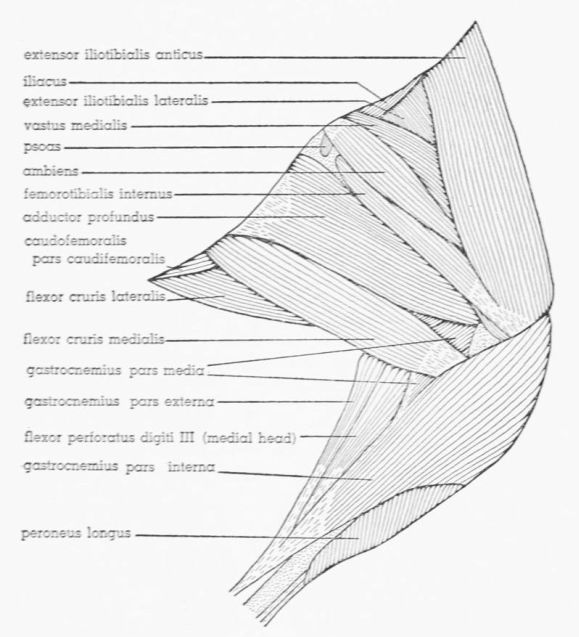 Fig. 13. Tympanuchus pallidicinctus 2L. Medial view of the superficial muscles of the left leg.