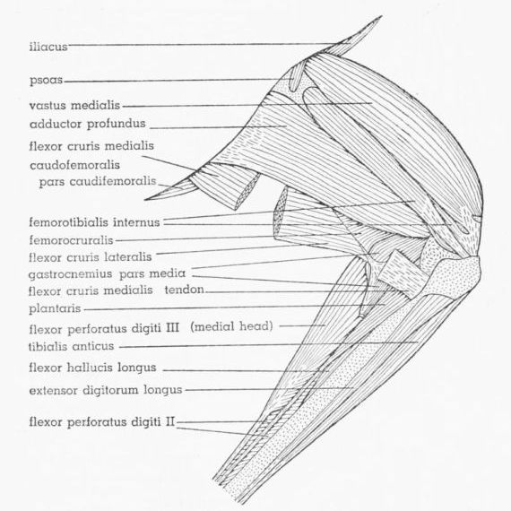 Fig. 15. Tympanuchus pallidicinctus 2L. Medial view of the muscles of the left leg.