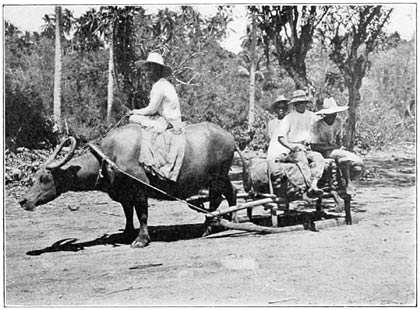 A Canga, or Carabao Sledge.