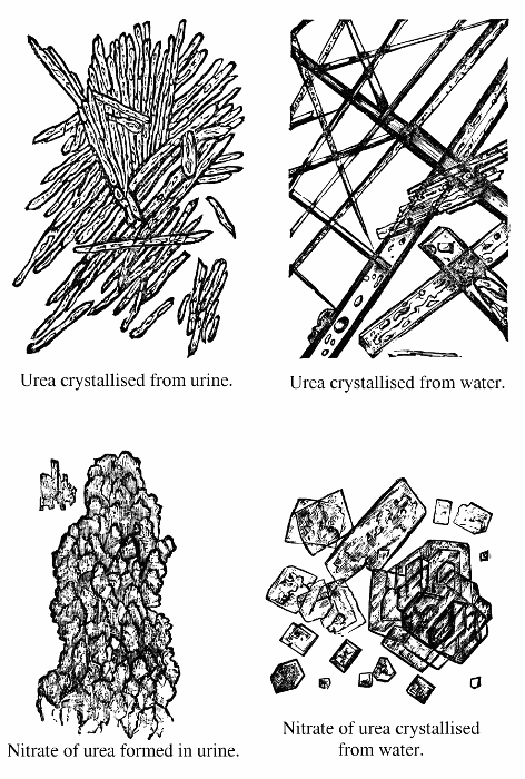 Urea crystallised from urine; urea crystallised from water; nitrate of urea formed in urine; nitrate of urea crystallised from water.