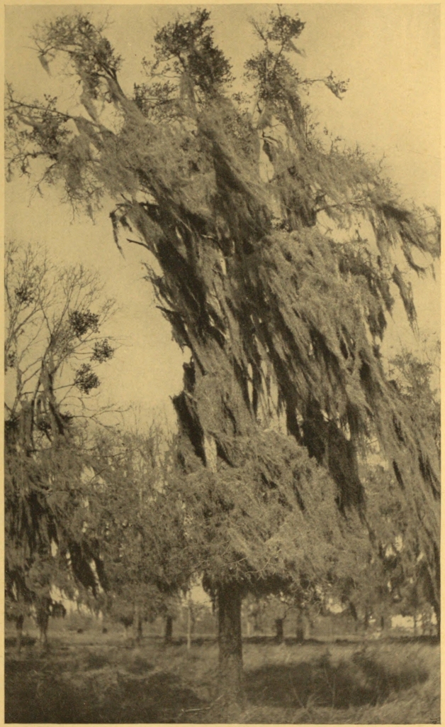 SPANISH MOSS AT LAKE CHARLES, LOUISIANA