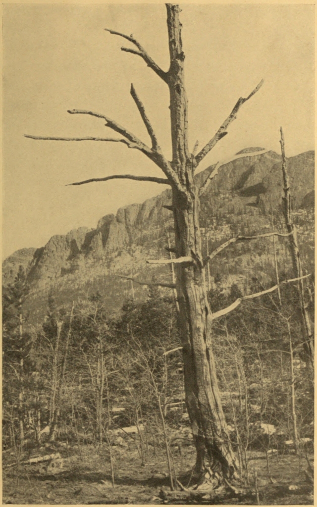 A YELLOW PINE, FORTY-SEVEN YEARS AFTER IT HAD BEEN KILLED BY FIRE