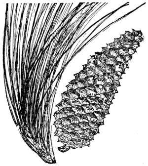 Longleaf pine branch