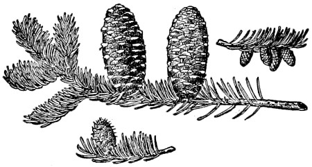 Fraser fir branch