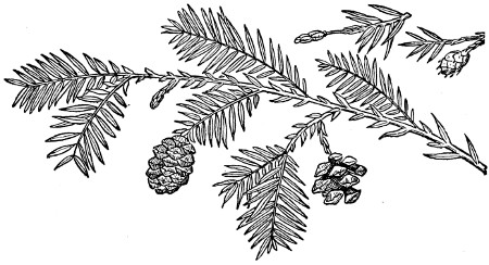 Redwood branch