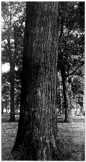 Bur oak