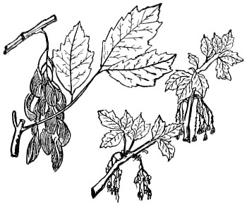 Box elder branch