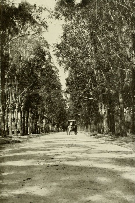 EUCALYPTUS AVENUE