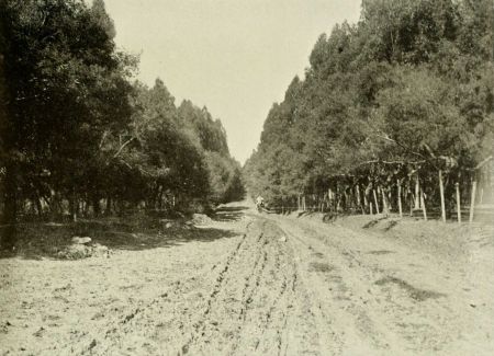 EUCALYPTUS FOREST