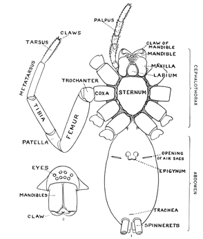 Fig. 1.Diagram of the under side of a spider, with the legs removed except one. Fig. 2.Front of head, showing the eyes and mandibles.