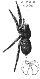 Figs. 3, 4, 5. Gnaphosa conspersa.—4, female enlarged four times. 3, the eyes seen from in front. 5, the maxillæ, labium, and ends of the mandibles from below.