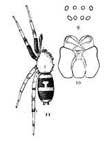 Figs. 9, 10, 11. Pœcilochroa variegata.—11, female enlarged four times. 9, eyes from in front. 10, maxillæ, labium, and ends of mandibles from below.