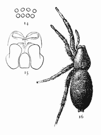 Figs. 14, 15, 16. Prosthesima atra.—16, female enlarged four times. 14, eyes seen from in front. 15, maxillæ, labium, and ends of mandibles from below.