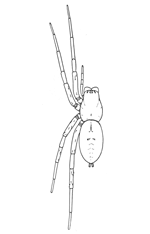 Fig. 19. Drassus saccatus.—Female enlarged three times. For eyes and mouth parts see figs. 1 and 2 in Introduction.