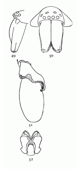 Figs. 49, 50, 51, 52. Clubiona crassipalpis.—49, head and mandibles of male from the left side. 50, head and mandibles of male from in front. 51, palpus of male. 52, maxillæ, labium, and ends of mandibles.